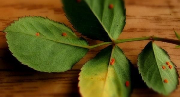 Jak ošetřit růže od rzi, lidových prostředků a chemikálií